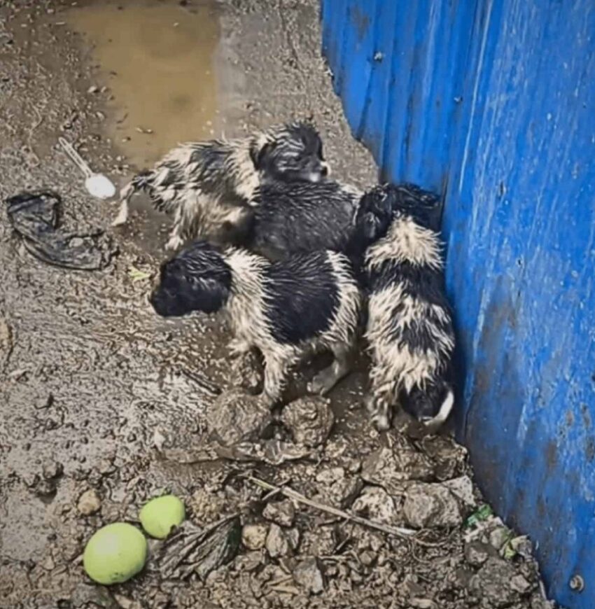 508722158_1274716527550259_8474382026101800000_n-850x870