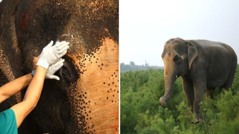 Abused-Blind-Elephant-Spends-Almost-50-Years-Suffering-In-Captivity-1-960x540-1-850x478