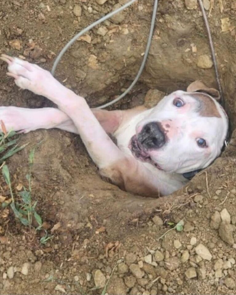 540575101_122148715136672293_5463332005626485870_n