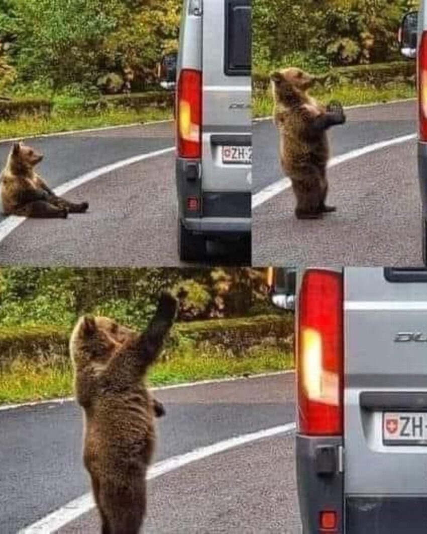 543067819_751355147874121_4927376320402143535_n-850x1062