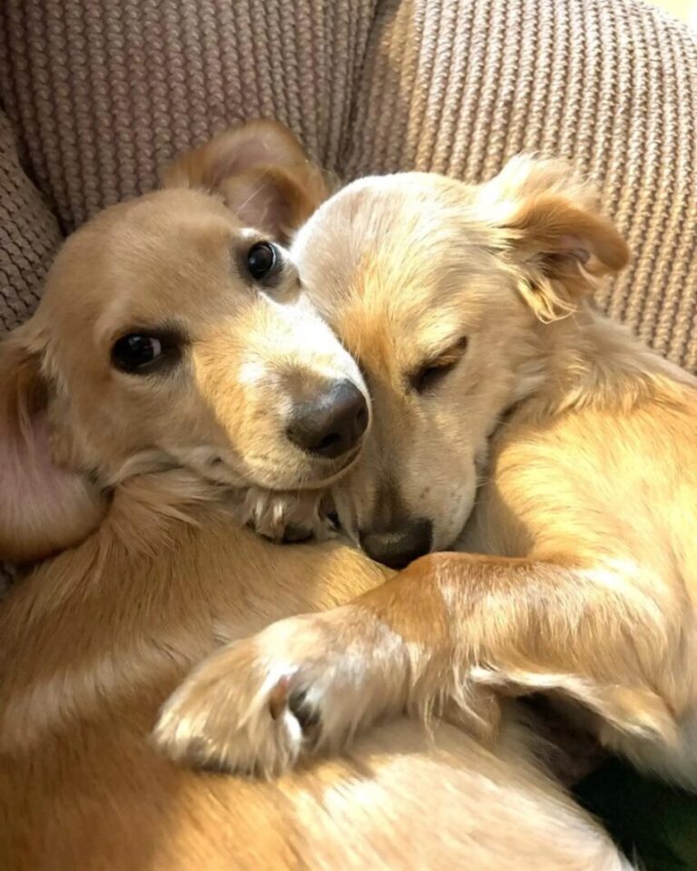 549423774_122173170350437637_456876720367592876_n-850x1063