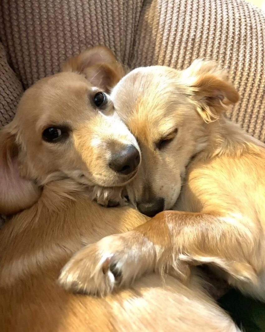 549423774_122173170350437637_456876720367592876_n-850x1063