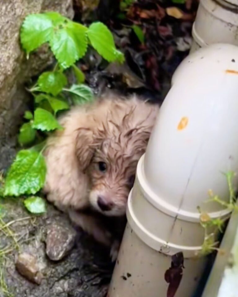 576399052_122154387344672293_8722019974741882025_n