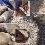 61640897-0-image-a-16_1661250375042