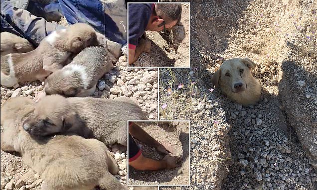 61640897-0-image-a-16_1661250375042