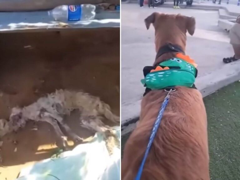 Angelito-rescue-story